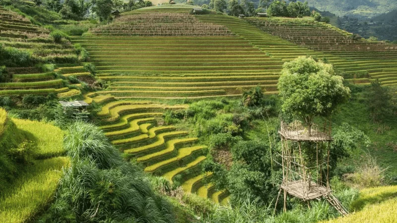 Les rizi&egrave;res en terrasses de Mu Cang Chai