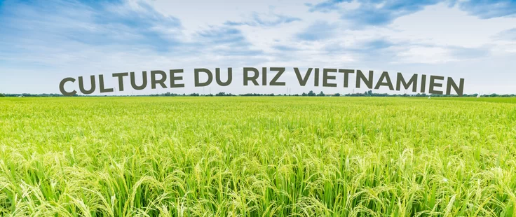 La culture du riz au Vietnam : Un art ancestral